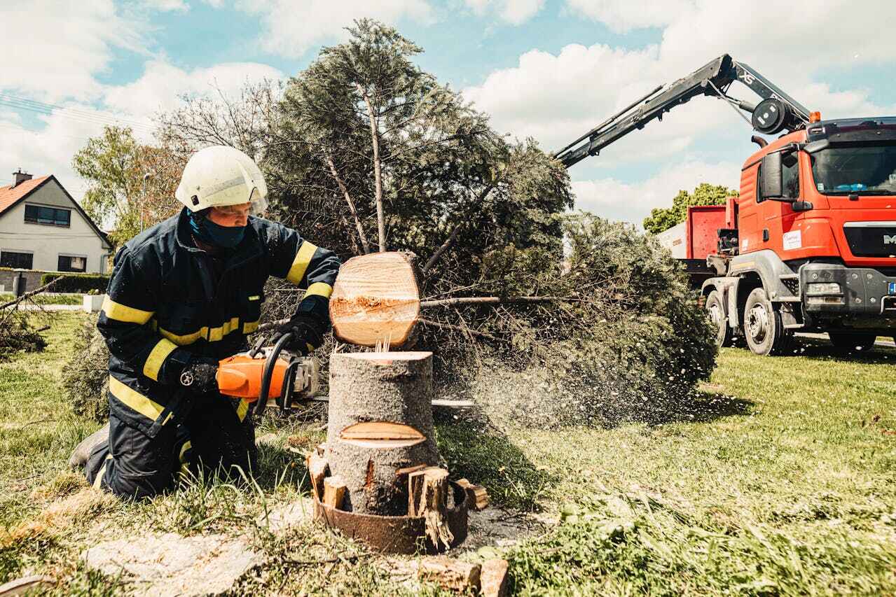 Best Palm Tree Trimming  in Litchfield, MN